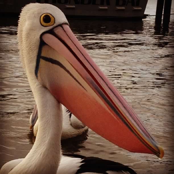 pelican