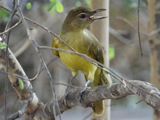 Yellow-bellied Greenbul kanga camp small