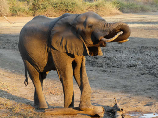 elephant drinking kanga camp small