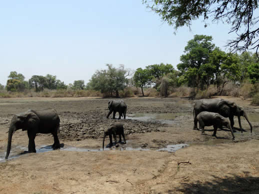 elephant family kanga camp small