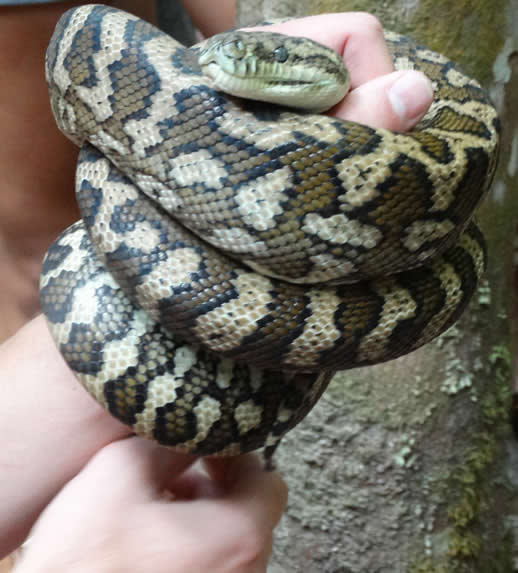 fraser island carpet python