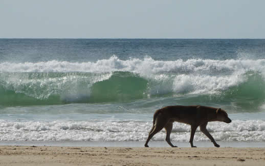 fraser island dingo 518 2