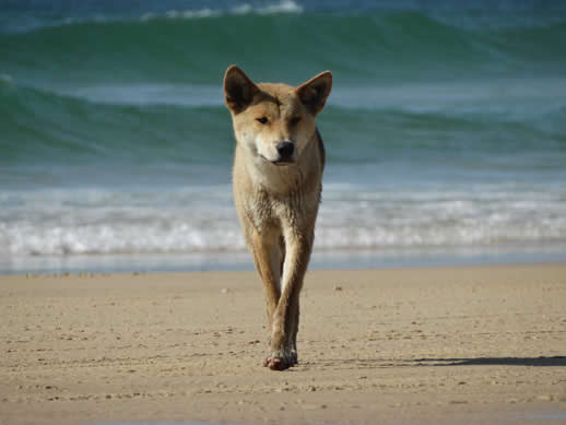 fraser island dingo 518