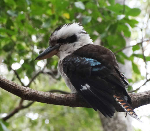 fraser island kookaburra