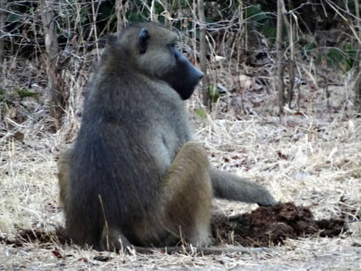 kanga camp concession baboon eating elephant dung small