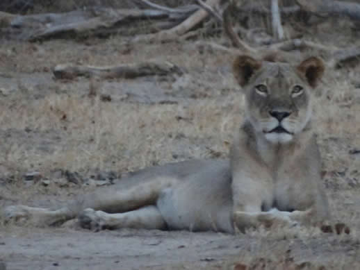 kanga camp concession lion small