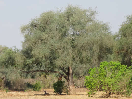 kudu kanga camp concession small