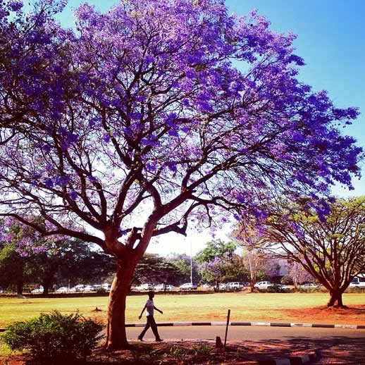 rsz_2jacaranda-harare