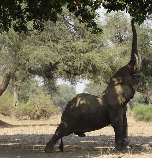 elephant yoga