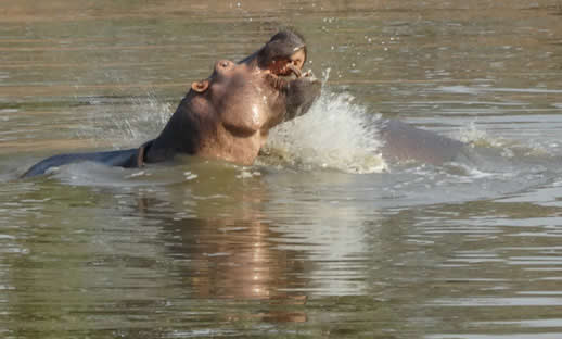 hippo fight