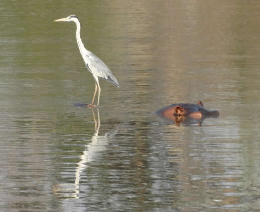 hippo taxi