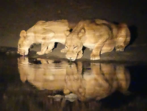 lion-mana-pools-night2