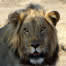 I Love Lions! Zimbabwe Travel Story from Mana Pools
