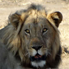 I Love Lions! Zimbabwe Travel Photo Story
