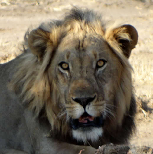 Lion in Mana Pools