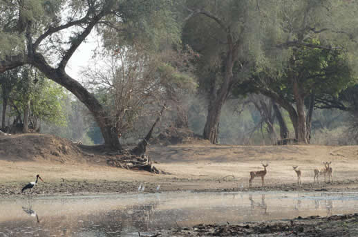 long pool