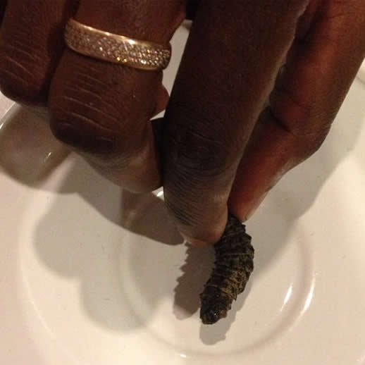 things to do in zimbabwe mopane worm