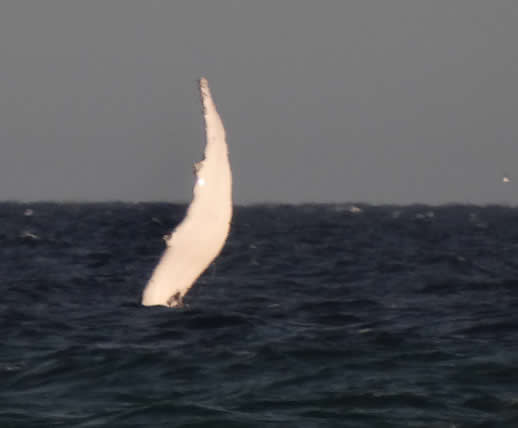 Fraser Island family holiday whale