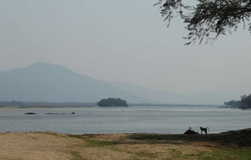 zambezi baboon