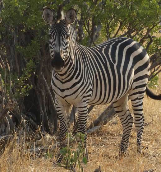 zebra