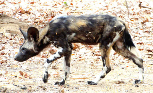 painted dog 11