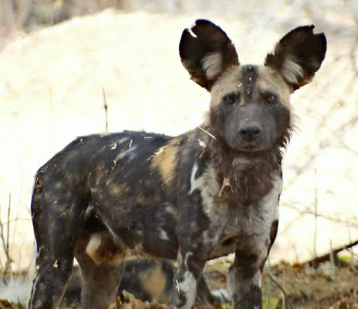 Painted dogs, Mana Pools, Zimbabwe, Africa