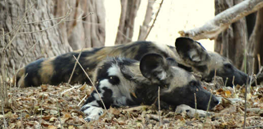 painted dog 9