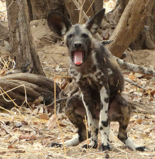 painted dog