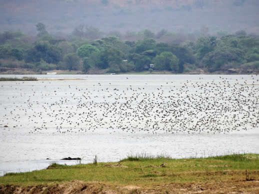 zambezi-birds