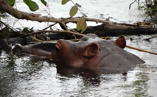 zambezi-hippo