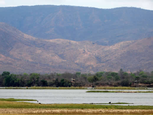 zambezi-stork