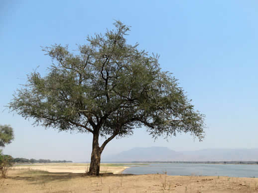 zambezi tree