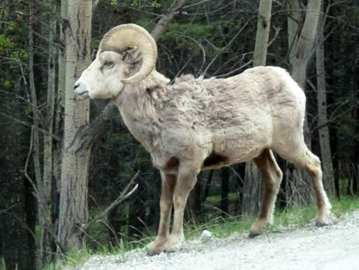 Banff big horn sheep