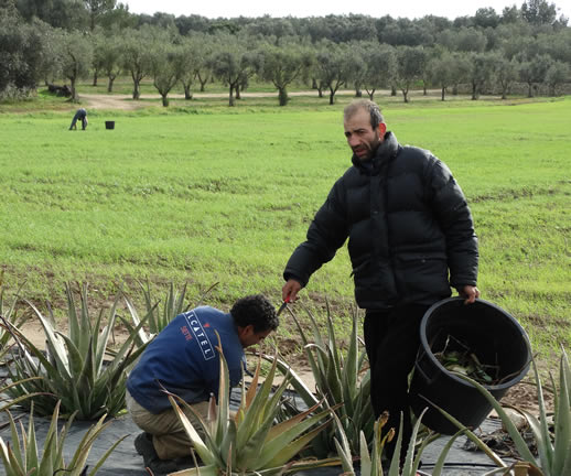 Nature, Wellbeing and Happiness in Salento farmers