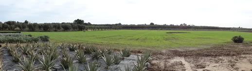 Nature, Wellbeing and Happiness in Salento panorama