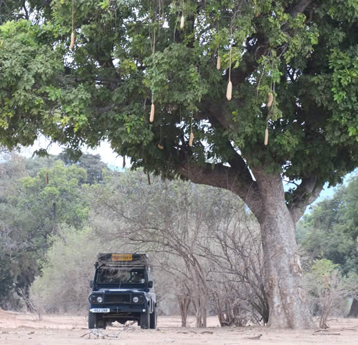 safari truck under sausage tree