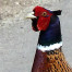 Thumbnail image for Photo Friday: Fantastic Mr. Pheasant