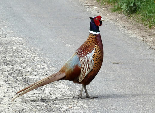 pheasant518