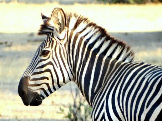 zebra-color