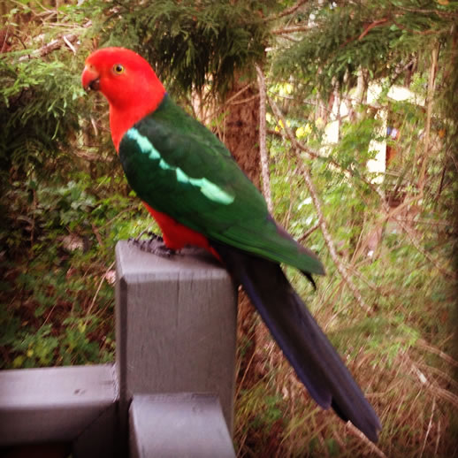 chenrezig retreat parrot