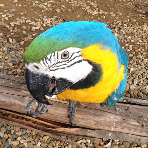 maleny botanic garden review macaw