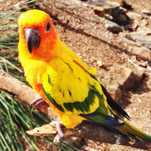 maleny botanic garden review parrot