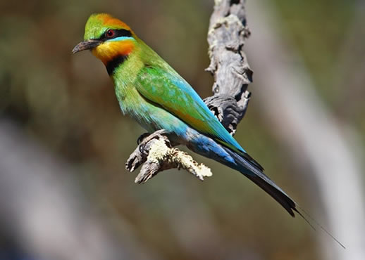 new discovery rainbow bee eater