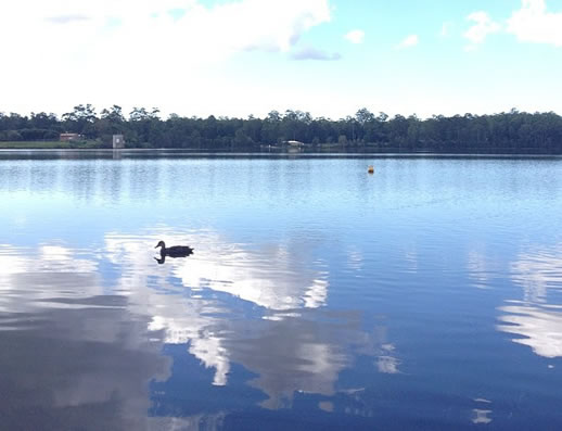 noosa botanic gardens ampitheater duck