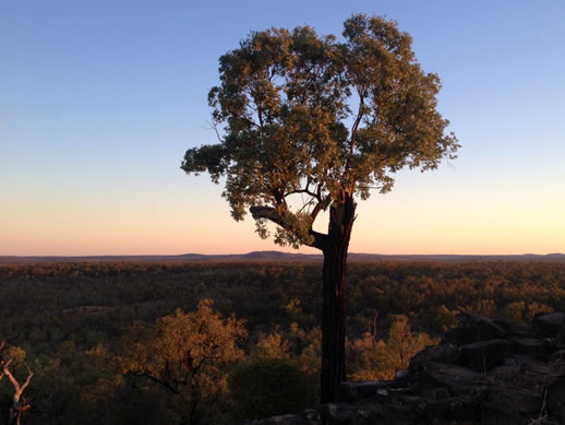 rubyvale policemans knob tree