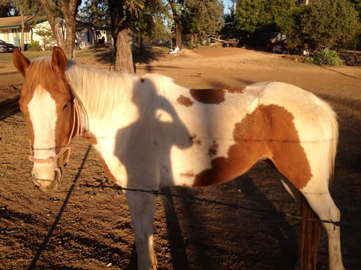 rubyvale selfie on a horse