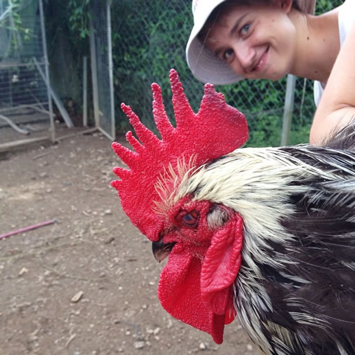 farmstay tweed valley chicken