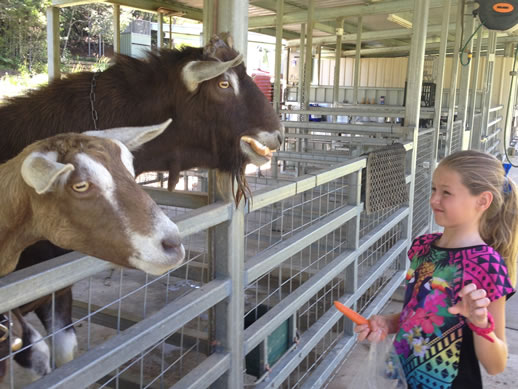 farmstay tweed valley goats