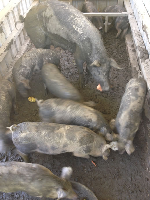 farmstay tweed valley pigs