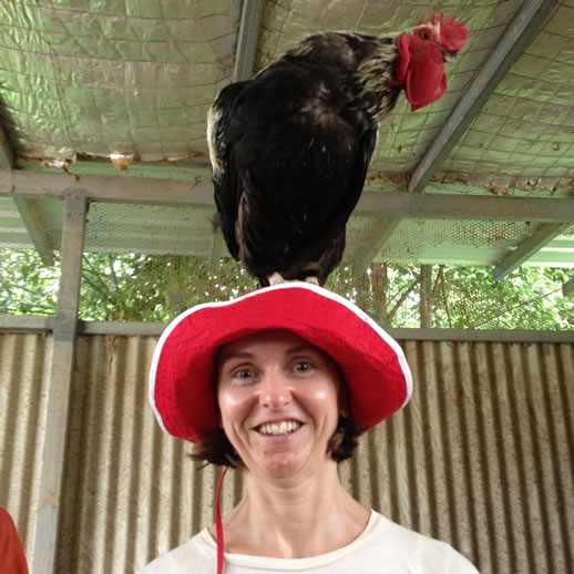 farmstay tweed valley rooster